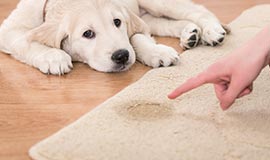 Service Area Page - Gainesville - Dreyer's Carpet Care Service Area Page - Gainesville - Dreyer's Carpet Care